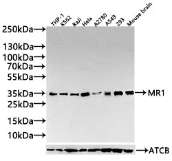 MR1 Antibody