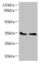 SLC25A36 Antibody