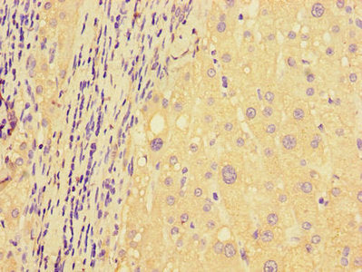 DDIT4L Antibody