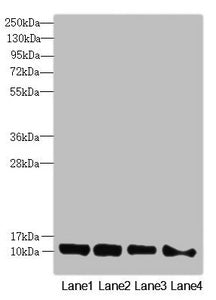 DNAJC19 Antibody
