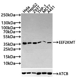 EEF2KMT Antibody