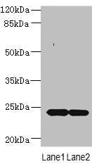 MRAP2 Antibody