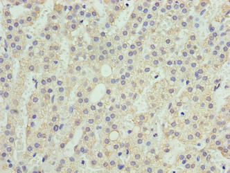SEC16B Antibody