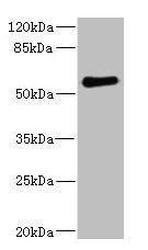 FCRL2 Antibody