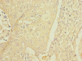 FCRL2 Antibody