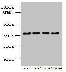C8orf48 Antibody