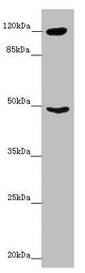 INPP4A Antibody