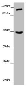 INPP4A Antibody