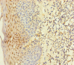YME1L1 Antibody