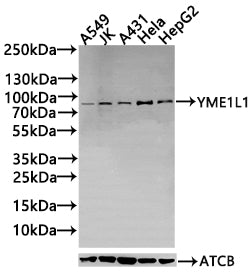 YME1L1 Antibody