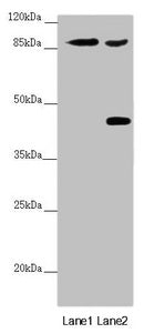 SPICE1 Antibody
