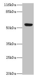 LILRA2 Antibody