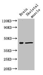 FAM43A Antibody