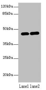 LMNTD1 Antibody