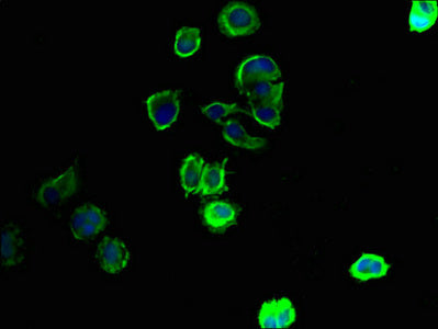 SLC43A3 Antibody