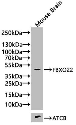 FBXO22 Antibody