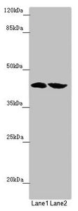FBXO22 Antibody