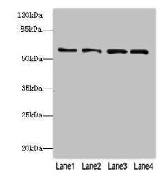 FLAD1 Antibody