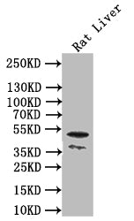 SGMS2 Antibody
