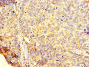 RHEBL1 Antibody