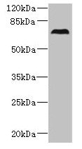 CEP76 Antibody