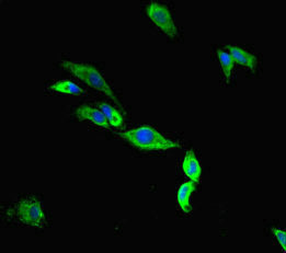 TMC2 Antibody
