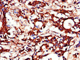 DUSP19 Antibody
