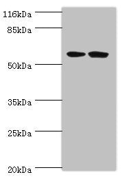 DCAF4 Antibody