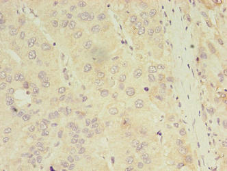 ASB11 Antibody