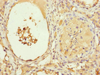 MYLIP Antibody