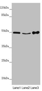MYLIP Antibody