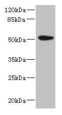 KRT35 Antibody