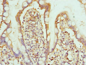 HPS1 Antibody
