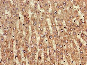 NINJ1 Antibody