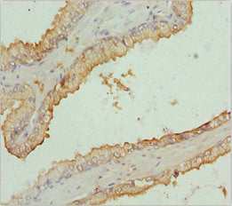 RNF34 Antibody