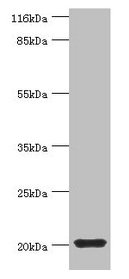 MYLPF Antibody
