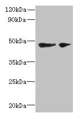 SLC25A46 Antibody