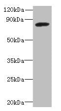 PBXIP1 Antibody