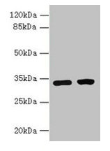 C3orf49 Antibody