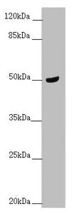 TAMM41 Antibody