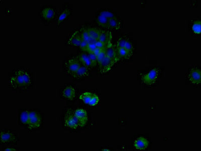 SMIM19 Antibody