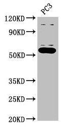 OMA1 Antibody