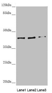 SCRN2 Antibody