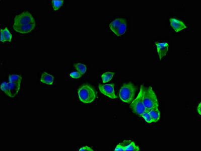 SEC22A Antibody