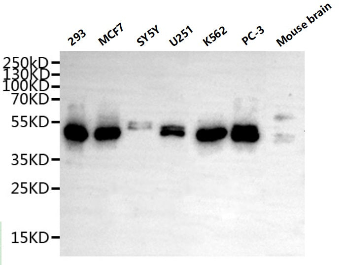 METTL2A Antibody