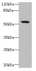 PLEKHA8 Antibody