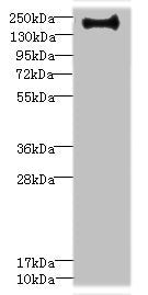 ERBIN Antibody