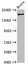 MYO5A Antibody