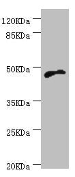CYTH2 Antibody