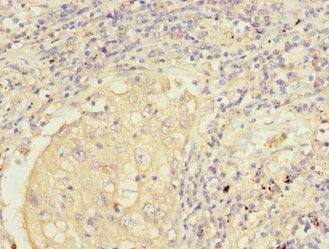 FMO2 Antibody
